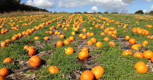 South Devon Pumpkin Patch !