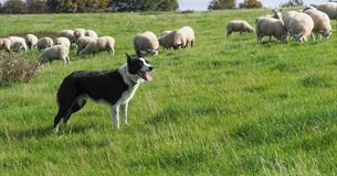 English National Sheepdog Trail and Country Fair