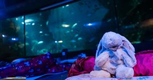 Sleeping with the Sharks at National Marine Aquarium in Plymouth UK
