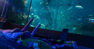 Sleeping with the Sharks at National Marine Aquarium in Plymouth UK