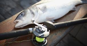 Cook Your Catch