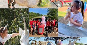 Magical Unicorn Month at Pennywell Farm!