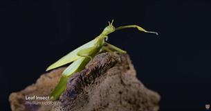 Photograph of a leaf cutter insect