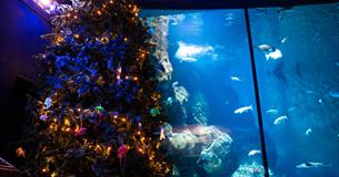 A 6 foot Christmas tree in front of the Eddystone reef habitat in the National Marine Aquarium