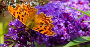 Close up/Macro