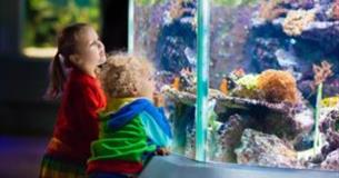 Wild about Plymouth: Aquarium Evolving