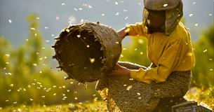 Film: Honeyland