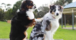 Wags Wellbeing Day