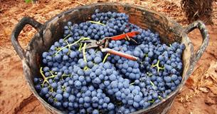 Bodegas Paco Garcia Meet The Winemaker