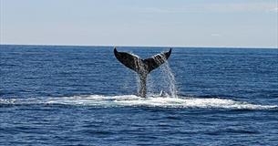 The Whale's Tale