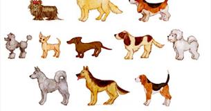 The Ships Tavern Companion Dog Show & Charity Event