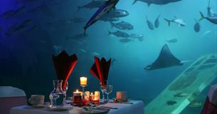 Valentine's Dine at The Aquarium