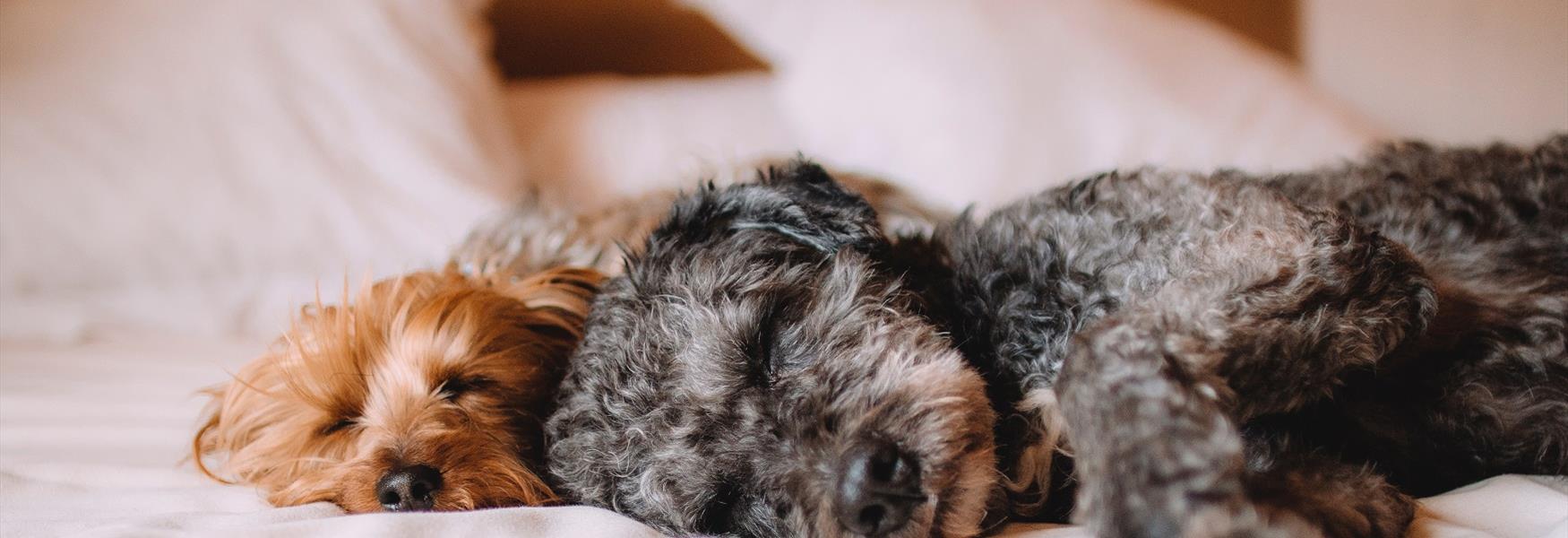 Dog friendly accommodation in plymouth