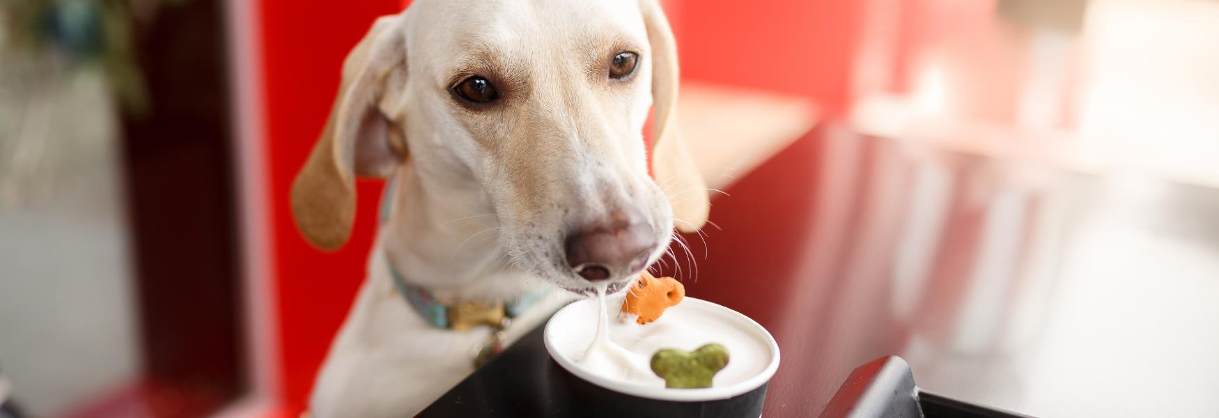 Dog Friendly places to eat Where to bring your furry friend in