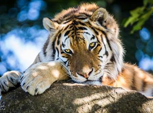 Dartmoor Zoo