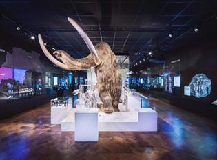 Woolly Mammoth display