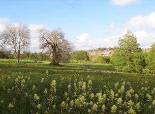 Wild flower meadow at Central Park.