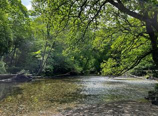 Plymbridge Woods