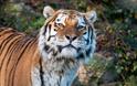 Dartmoor Zoo