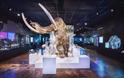 Woolly Mammoth display at The Box Plymouth