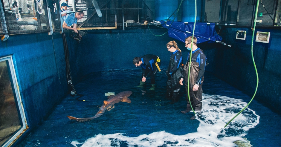 a-deep-dive-into-the-secrets-of-the-national-marine-aquarium-visit