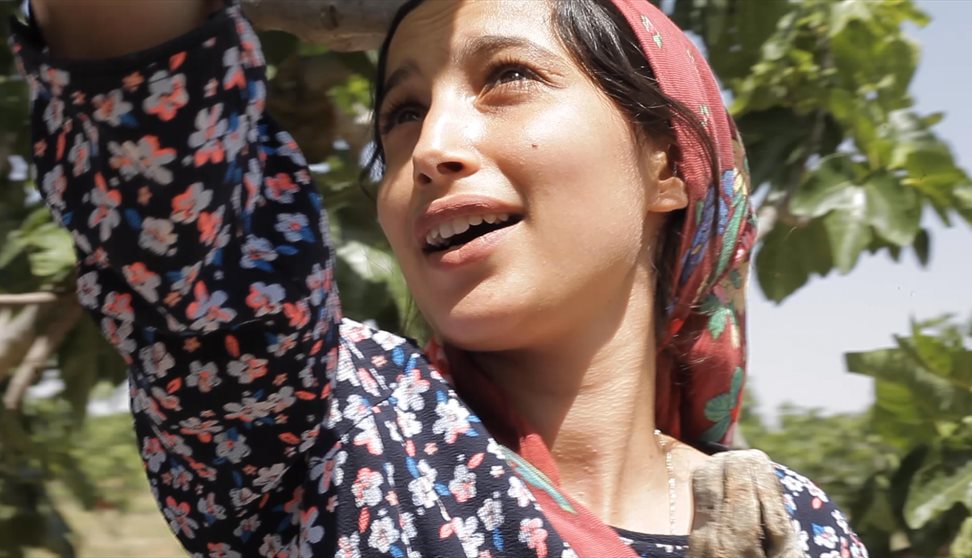 Under the Fig Trees (12A)
