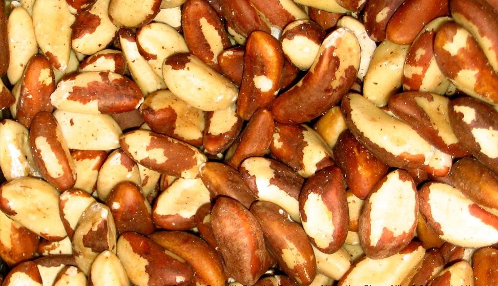 Nuts about the rainforest: The Brazil nut and its importance in saving the Amazon rainforest