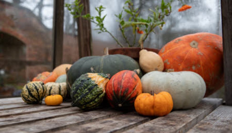 Different coloured pumpkins and squashes displayed on a wooden bench