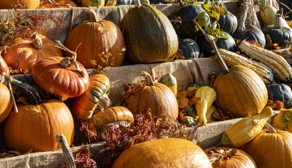 An autumnal display of pumpkins and squashes