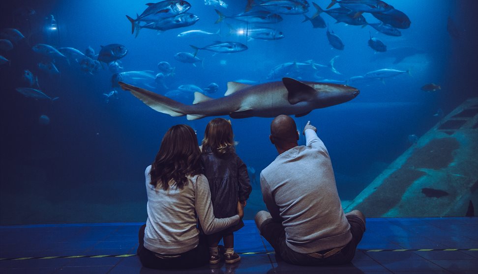 Quiet at The Aquarium