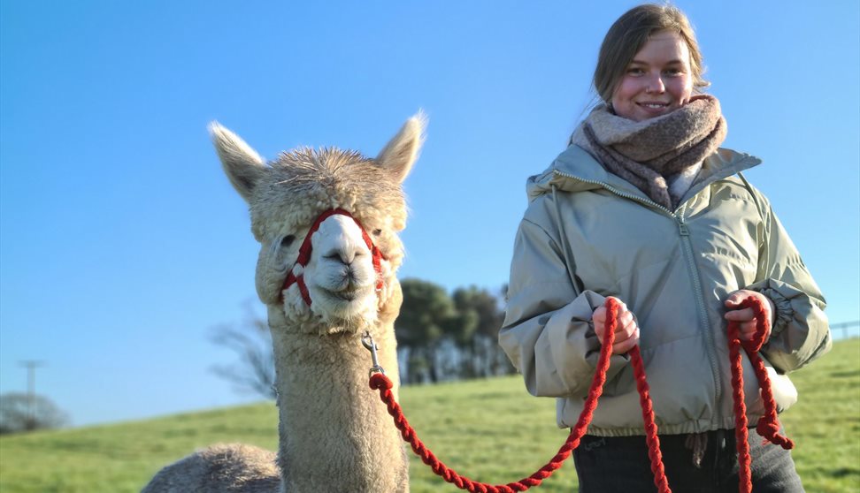 Mount Edgcumbe Alpaca Experience