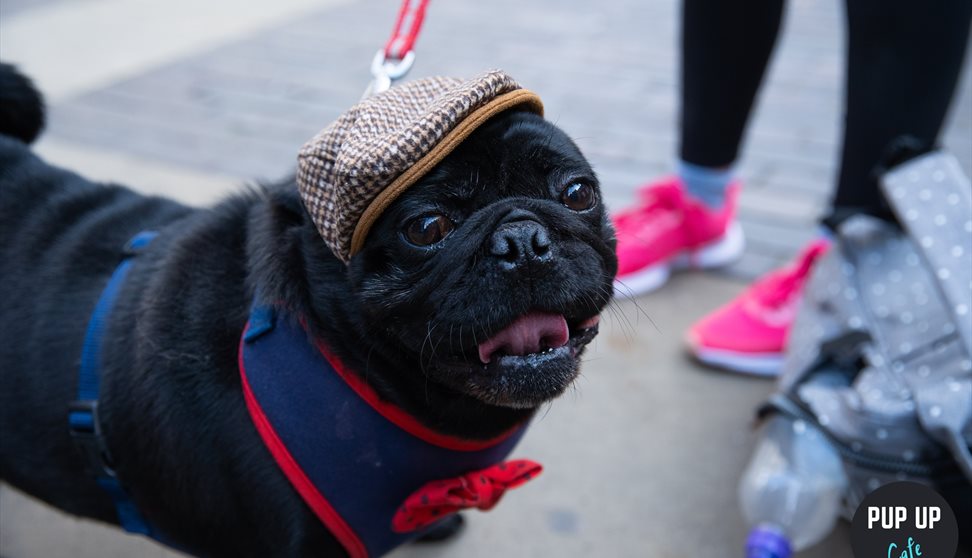 Pug & Frenchie Pop Up Cafe - Plymouth