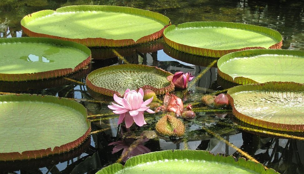royal water lily - Victoria amazonica