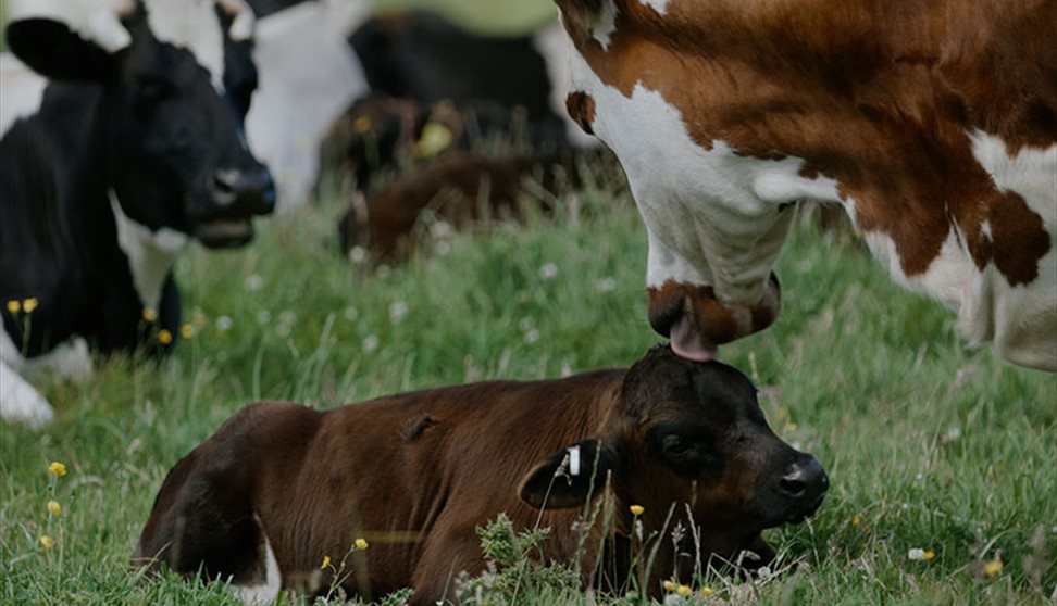 A Dairy Story (PG)