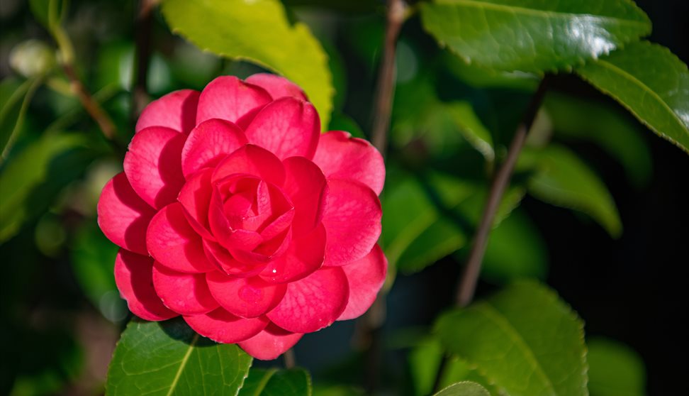 Charity Open Garden at Antony House