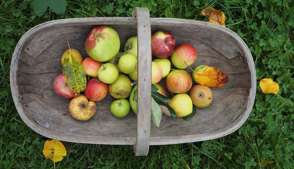 autumn forage in south devon