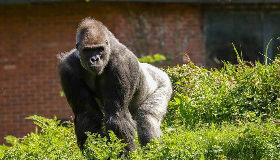 Paignton Zoo Zoo Paignton Visit Plymouth