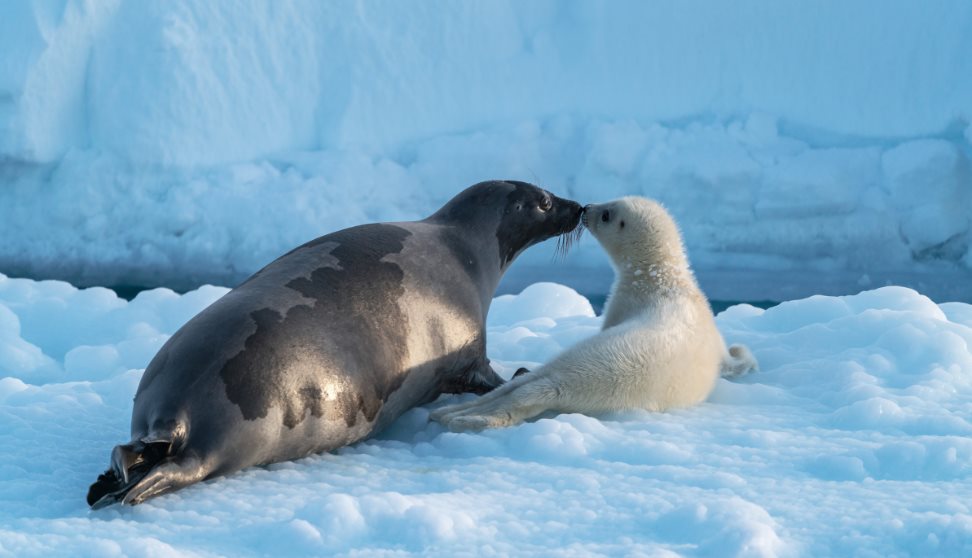 Arctic: Our Frozen Planet - Immersive Dome Screening