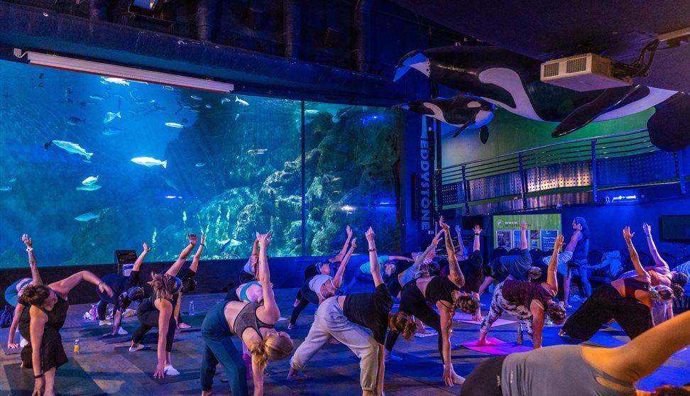 a group practising yoga in front of the Eddystone Exhibit, which is in the UK's largest aquarium.