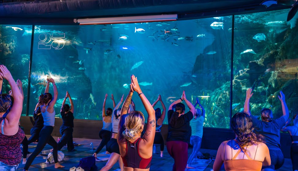 A group of people practising yoga in front of the Eddystone Exhibit in the National Marine Aquarium.