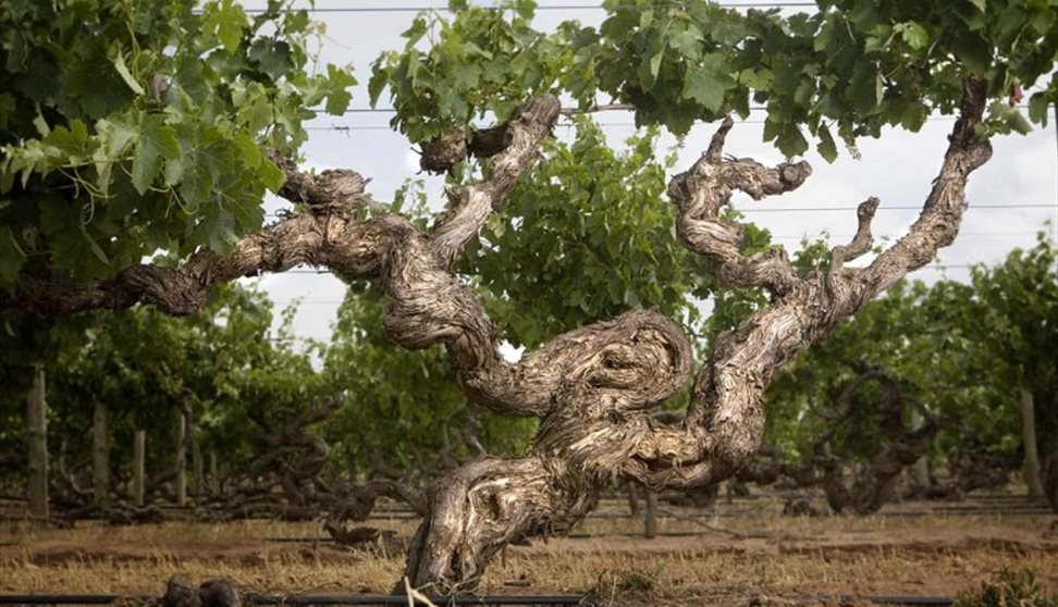 Kaesler & Warramate 'Meet The Winemaker'