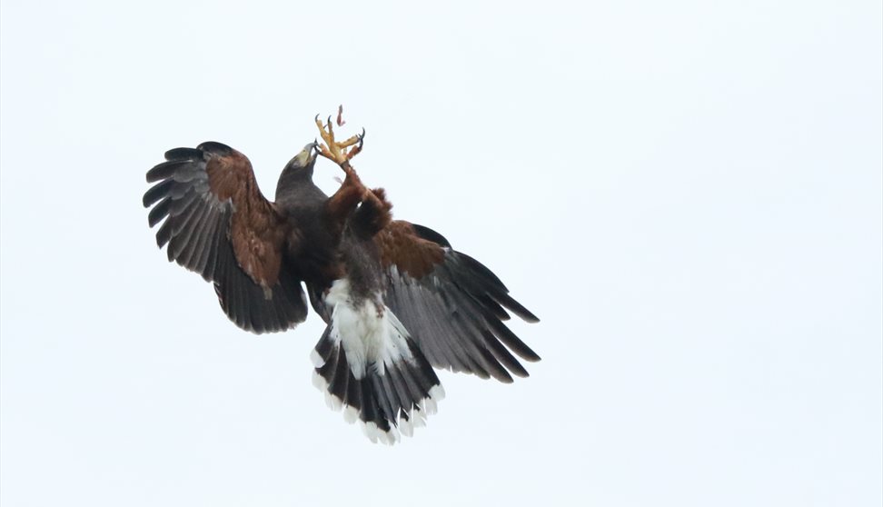 Birds of Prey - portraits and action
