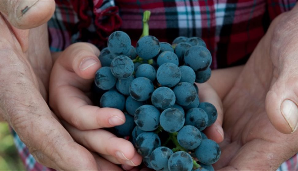 'Around Italy' Wine Tasting