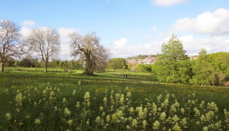 Wild flower meadow at Central Park.