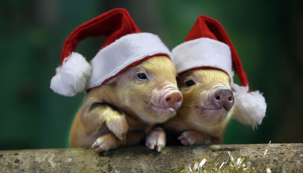 Christmas Nativities at Pennywell Farm Christmas, Lower Dean Visit