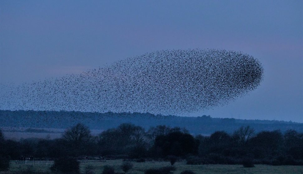 Talk: Roost: Birds, Place and Art