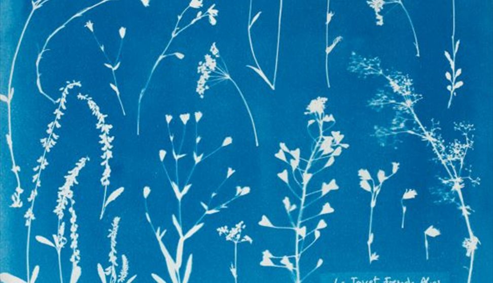 Workshop: Cyanotype