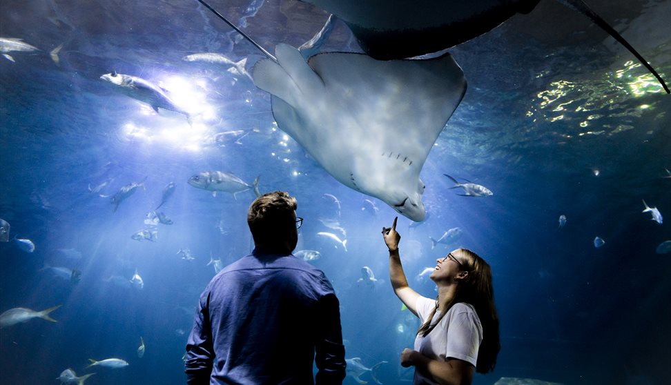 Adults Evening at The Aquarium