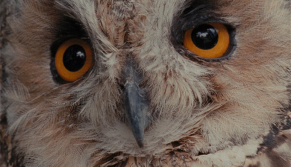 Gallery in the cinema: Eglantine