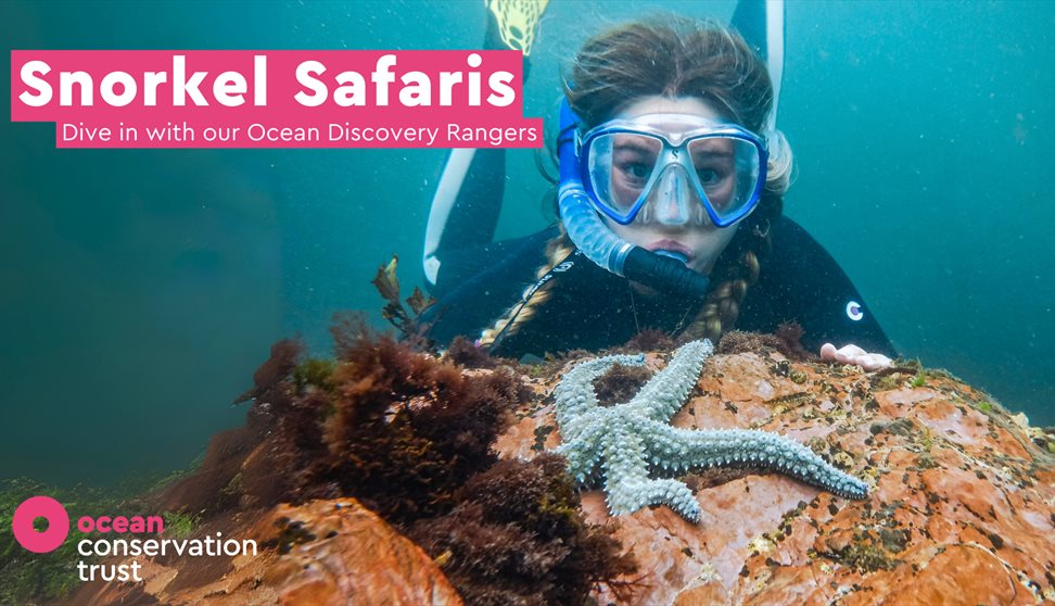 Snorkeler and starfish underwater